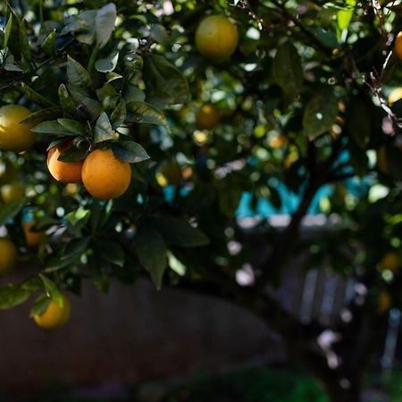 Florit Flats - The Orange Lemon Tree House Villa La Eliana Exterior photo