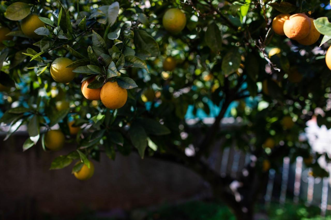 Florit Flats - The Orange Lemon Tree House Villa La Eliana Exterior photo